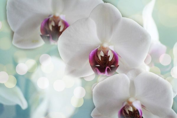Hypnotherapy Website Business Pro Package - Payment Plan